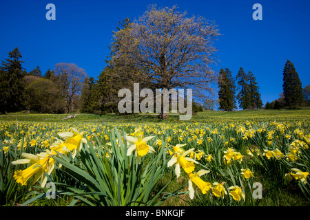 Vue des Alpes Schweiz Kanton Neuenburg Alp Wiese Blumen Narzissen, die Bäume Frühling Stockfoto