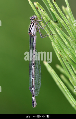 Weibliche gemeinsame Blue Damselfly Enallagma Cyathigerum Taken in Cumbria, UK Stockfoto