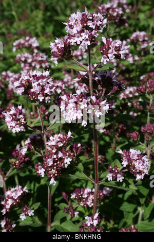 Majoran Origanum Majorana genommen bei bei Martin bloße WWT, Lancashire UK Stockfoto