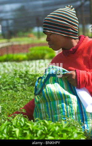 Nahaufnahme einer afrikanischen Frau an einem Kindergarten Kommissionierung Basilikumblätter arbeiten. Pongola, Kwazulu Natal, Südafrika Stockfoto