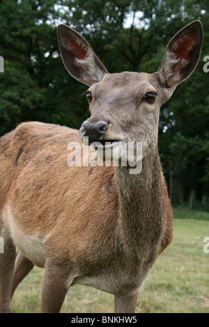 Weibliche Rothirsch Cervus Elaphus genommen an Tatton Park, Cheshire, UK Stockfoto