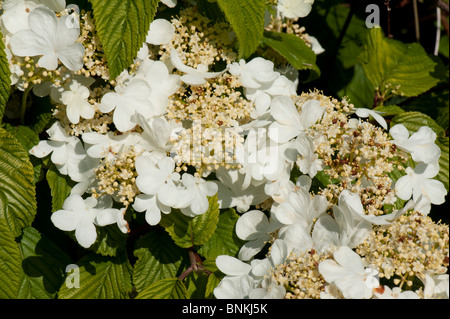 Japanischer Schneeball Busch (Viburnum Plicatum) weiße sterile Blüten auf Garten Strauch Stockfoto