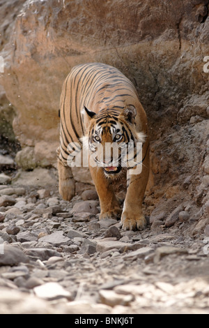 Ein Erwachsener Bengal Tiger in einen intensiven Blick auf Ranthambhore, Indien. (Panthera Tigris) Stockfoto