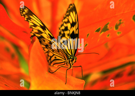 Der Schweiz weiß Baum Nymphe Schmetterling Lapidoptera Insekt Flügel Beine rote Blume, Stockfoto