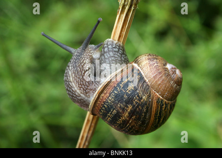 Garten Schnecke Helix Aspersa klammerte sich an Stamm genommen in Cumbria, UK Stockfoto