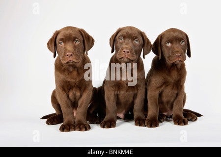 Labrador Retriever Hund - drei Welpen Stockfoto