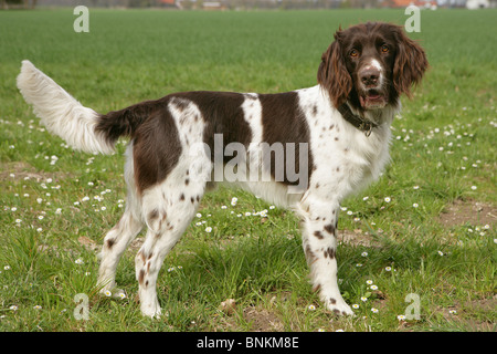 Deutscher langhaariger Vorstehhund stehen auf einer Wiese Stockfoto