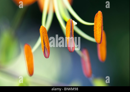 Lilium The President. Tiger Lily/Henrys Lilie Blume. Detailliert auf staubgefäße und Staubbeutel mit Pollen Stockfoto