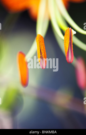 Lilium The President. Tiger Lily/Henrys Lilie Blume. Detailliert auf staubgefäße und Staubbeutel mit Pollen Stockfoto