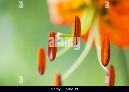 Lilium The President. Tiger Lily/Henrys Lilie Blume. Detailliert auf staubgefäße und Staubbeutel mit Pollen Stockfoto