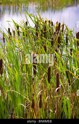 Der kleine Bulrush Typha angustifolia braun wächst am Rand des Wassers Stockfoto