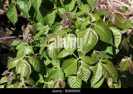 Poison Ivy, Rhus radicans Stockfoto