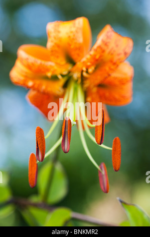 Lilium The President. Tiger Lily/Henrys Lilie Blume. Detailliert auf staubgefäße und Staubbeutel mit Pollen Stockfoto