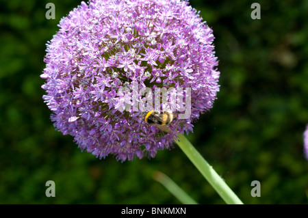 Allium-Botschafter mit einer Biene Stockfoto