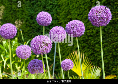 Botschafter der Allium Blumen Stockfoto