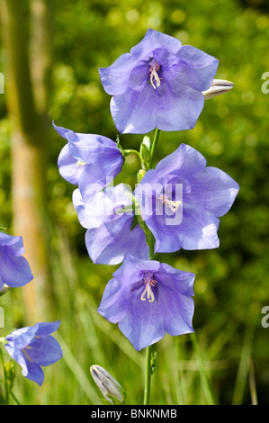 Campanula Rotundifolia Glockenblume Stockfoto