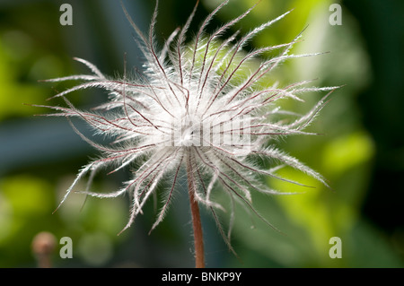 Pulsatilla Vulgaris-Küchenschelle Saatgut Kopf Frucht von Pulsatilla alpina Stockfoto