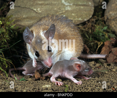Crete Spiny Mouse (Acomys minous). Mutter putzt jung Stockfoto