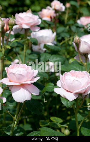 Rose Rosa Königin von Schweden AUSTIGER Stockfoto