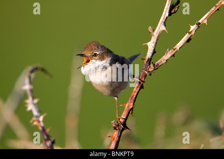 Whitethroat; Sylvia Communis; im Lied Stockfoto