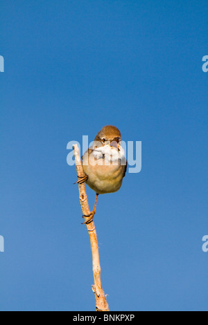 Whitethroat; Sylvia Communis; im Lied Stockfoto