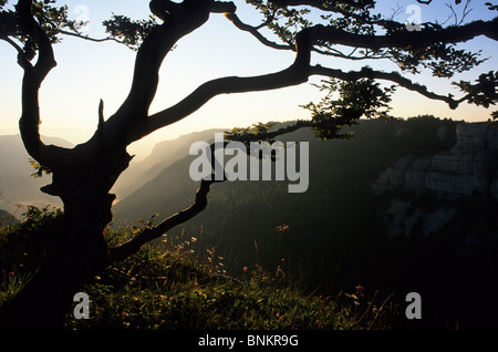 Europa Schweiz Kanton Neuenburg Neuenburger Jura Jura Landschaft Natur Ansicht Le Soliat Creux du van Baum Baumsilhouette Stockfoto