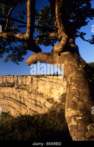 Europa Schweiz Kanton Neuenburg Neuenburger Jura Jura Jura Landschaft Landschaft Natur Le Soliat Creux du van Baum Rock Wasserkocher Stockfoto