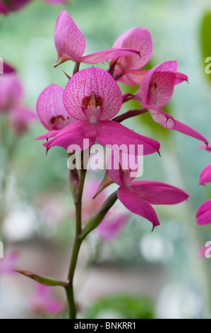 Orchidee Disa Watsonii gx Stockfoto