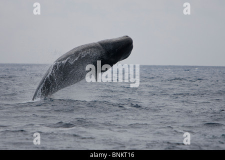 Pottwal Cachalote Pottwal Physeter Macrocephalus Pico Azoren Portugal weiblichen Verletzung Stockfoto