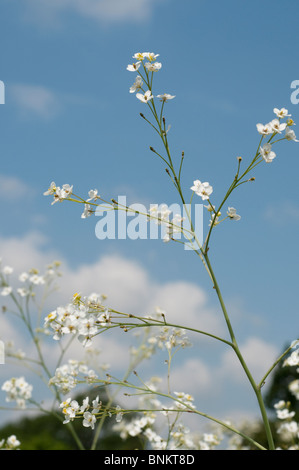 Crambe Cordifolia Blumen mehr Meerkohl Stockfoto