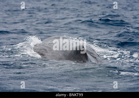 Pottwal Cachalote Pottwal Physeter Macrocephalus Pico Azoren Portugal Stockfoto