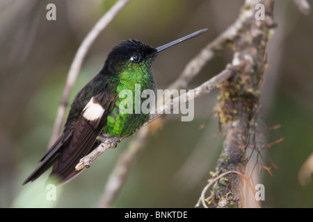 Buff-winged Starfrontlet (Coeligena Lutetiae), männliche. Stockfoto