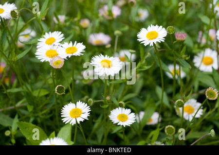 Erigeron Karvinskianus, gemeinsamen Namen lateinamerikanischen Berufkraut, Daisy-Familie Stockfoto