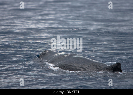 Pottwal Cachalote Pottwal Physeter Macrocephalus Pico Azoren Portugal Stockfoto