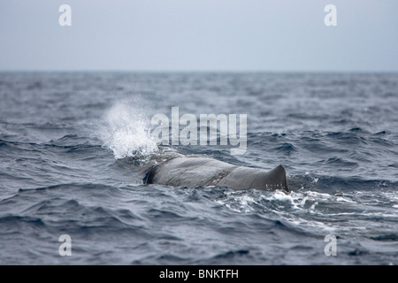 Pottwal Cachalote Pottwal Physeter Macrocephalus Pico Azoren Portugal Stockfoto