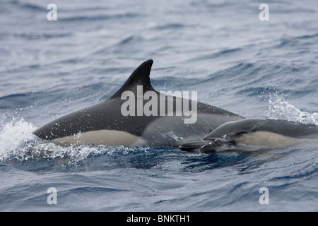 Kurzer Schnabel Gemeinen Delphin, Delphinus Delphis, Gemeiner Delfin, Pico, Azoren, Portugal Stockfoto