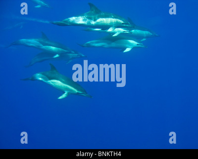 Kurzer Schnabel Gemeinen Delphin, Delphinus Delphis, Gemeiner Delfin, Pico, Azoren, Portugal unter Wasser Stockfoto