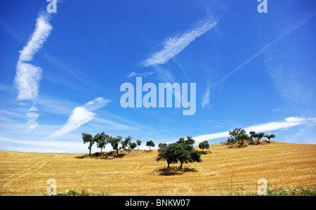 Bäume im Alentejo-Feld. Stockfoto