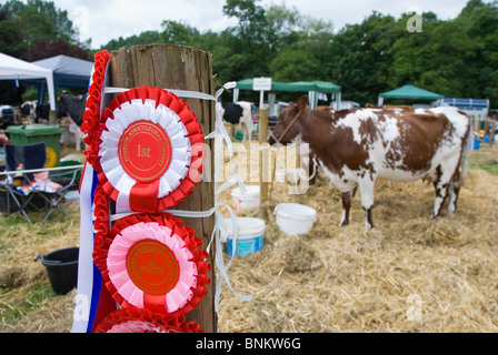 Rosetten für Preis gewinnende Rinder in Penrith Show Stockfoto