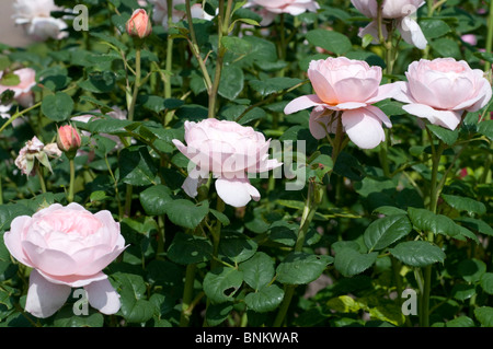 Rose Rosa Königin von Schweden AUSTIGER Stockfoto