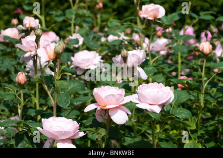 Rose Rosa Königin von Schweden AUSTIGER Stockfoto