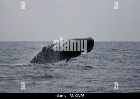 Pottwal Cachalote Pottwal Physeter Macrocephalus Pico Azoren Portugal weiblichen Verletzung Stockfoto