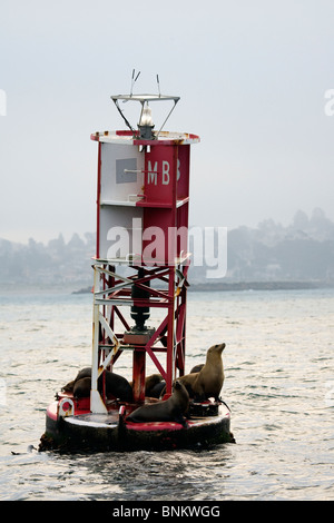 Seelöwen auf roter und weißer Boje Stockfoto