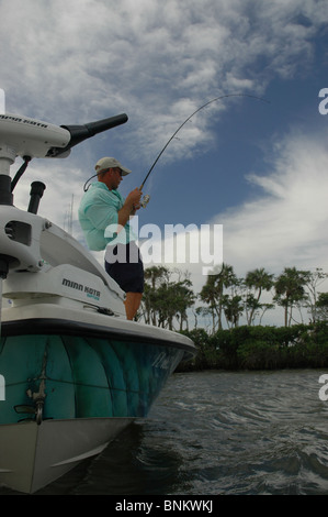 Inshore Angler Haken eine riesige Snook gefangen in Florida Atlantic Intracoastal Waterway. Die Fische sind reichlich in der Indian River. Stockfoto