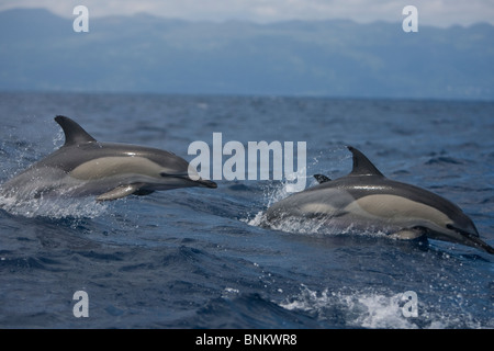 Kurzer Schnabel Gemeinen Delphin, Delphinus Delphis, Gemeiner Delfin, Pico, Azoren, Portugal springen Stockfoto