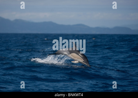 Kurzer Schnabel Gemeinen Delphin, Delphinus Delphis, Gemeiner Delfin, Pico, Azoren, Portugal springen Stockfoto