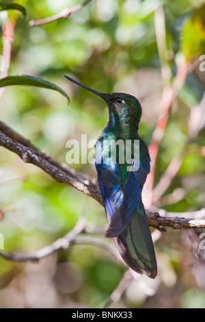 Große Sapphirewing (Pterophanes Cyanopterus Peruvianus), männliche. Stockfoto