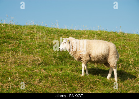 weiße Schafe grasen auf typisch niederländischen Rasen Deich Stockfoto