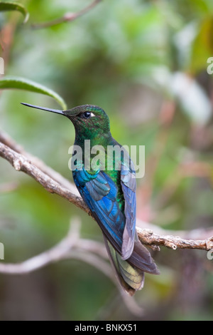 Große Sapphirewing (Pterophanes Cyanopterus Peruvianus), männliche. Stockfoto