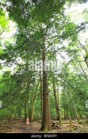 Ein Wanderer stoppt, um einen hohen Hemlock-Baum im Dom State Park, Brookside, West Virginia, USA zu bewundern